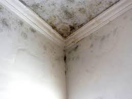 Best Attic Mold Removal  in Lockport Heights, IL