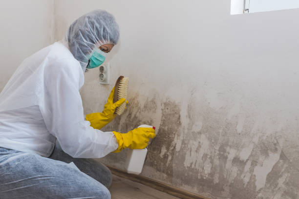 Best Asbestos and Lead Testing During Mold Inspection  in Lockport Heights, IL